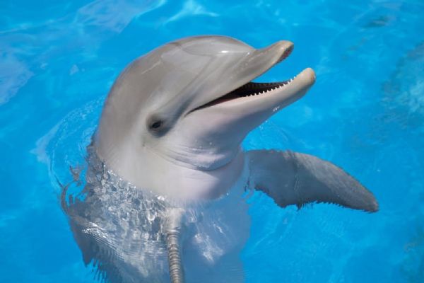 Marketér roku 2018 - porota soutěže Mladý delfín