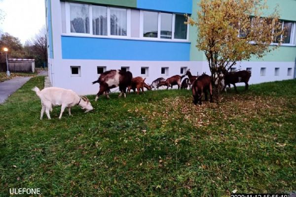 U vysokoškolských kolejí v Plzni pobíhaly kozy