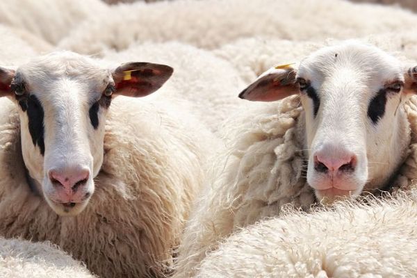 V Podolí na Klatovsku nacházejí mrtvé ovce