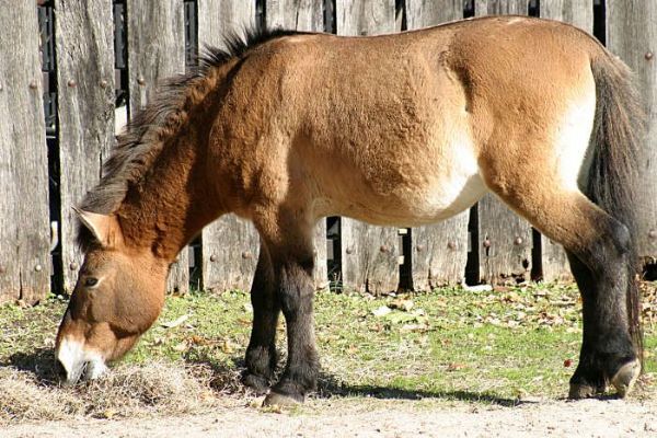 Nová expozice Gobi  Zoo - Převalské koně, manulové a další