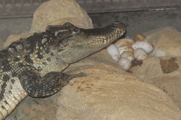 Rozmnoží Zoo Plzeň 3. druh krokodýla?