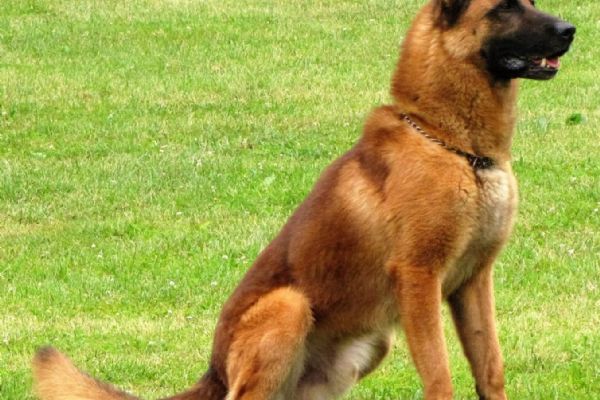 Mariánské Lázně: Pokus o sebevraždu. Policejní pes War pomohl zachránit lidský život