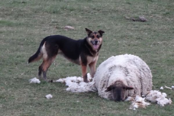 Nové Stanovice: V obci na začátku dubna zatoulaný pes napadl a usmrtil ovce