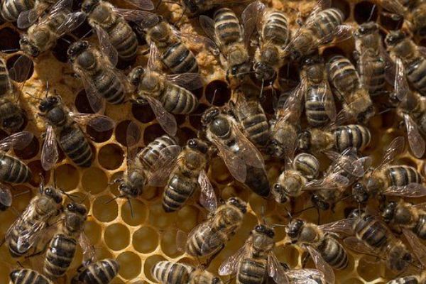 V ČR se po třech letech objevila hniloba včelího plodu