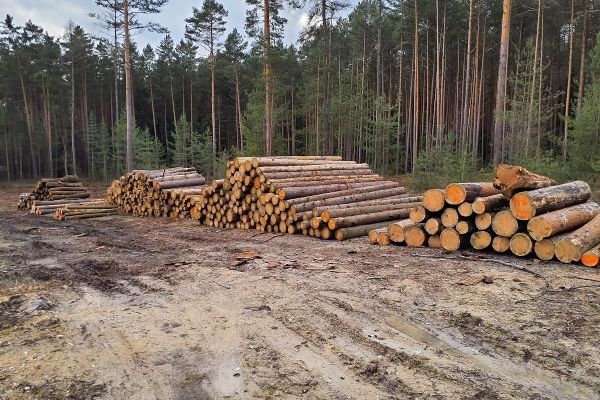 Dřevo z plzeňských městských lesů je na prodej