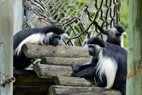 Guerézy v plzeňské zoo získají v létě nový pavilon