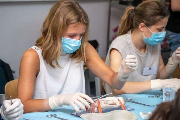 Medici se při letní škole experimentální chirurgie učí operovat na prasatech