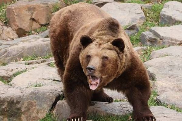 Medvědi v plzeňské zoo už jsou vzhůru