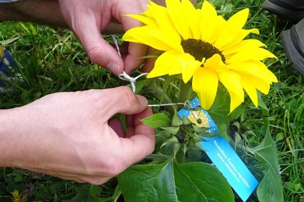 Plzeňští zasadili desítky slunečnic pro pacienty s roztroušenou sklerózou