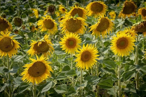 Sázení slunečnic upozorní v pondělí i v Plzni na roztroušenou sklerózu
