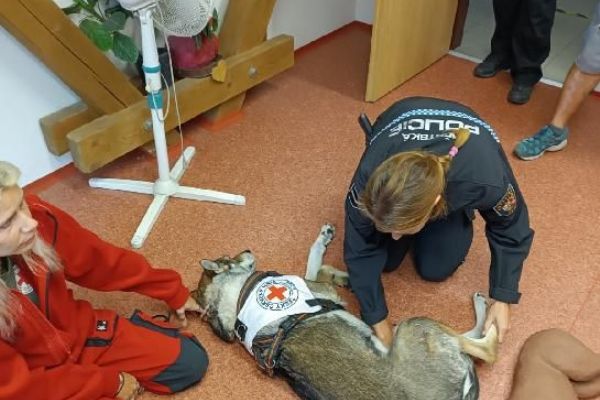 Strážníci se učili poskytovat první pomoc psům