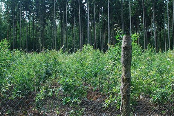 Plzeň požádá o dotaci na zřizování oplocenek lesních školek