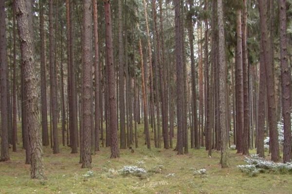 Lesy v kraji jsou z více než čtyř pětin jehličnaté