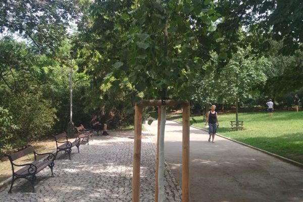 V parcích Prahy 2 přibude 65 nových stromů