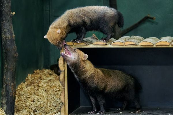 V Zoo Praha se zabydluje nová samice psa pralesního