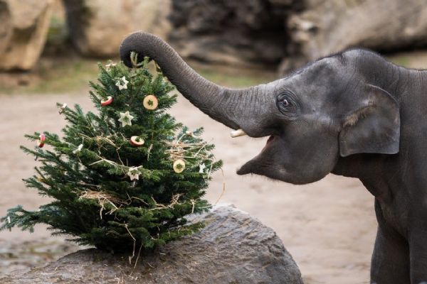 Vánoce v Zoo Praha: vstup pro děti za korunu a nadílka u zvířat