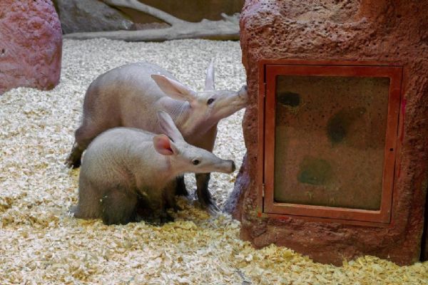 Zoo Praha pokřtila mládě hrabáče a udělila ceny svým příznivcům