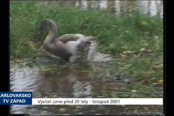2001 - Sokolov: Záchrana mláděte labutě byla úspěšná (TV Západ)