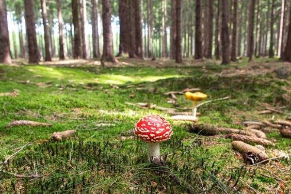 Karlovarský kraj opět rozdělí dotace na obnovu a ochranu lesů