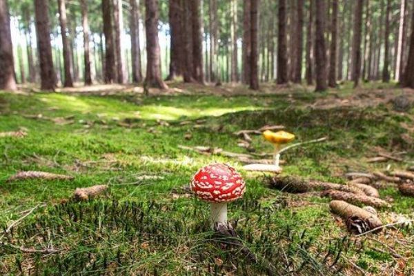 Karlovarský kraj znovu rozdělí dotace na obnovu a ochranu lesů