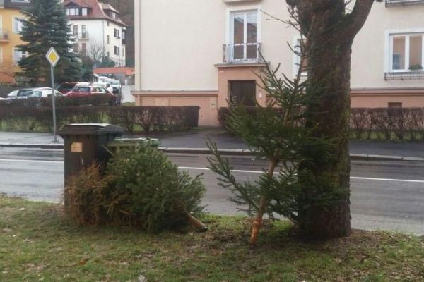 Karlovy Vary: Svoz vánočních stromků začne ihned po svátcích