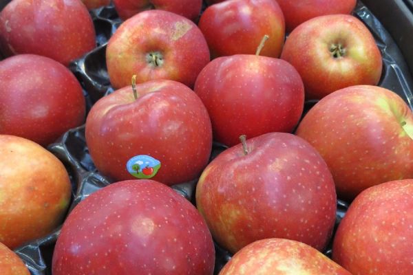 Zemědělci v kraji: ceny pšenice stouply, jablka drtí ta polská