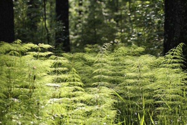 Vlastníci lesů získají dotace na jejich obnovu 