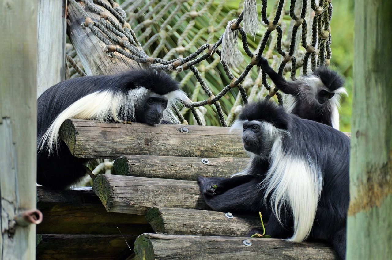 Guerézy v plzeňské zoo získají v létě nový pavilon