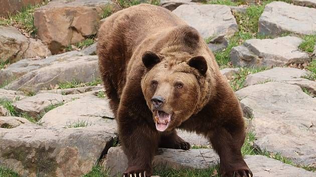 Medvědi v plzeňské zoo už jsou vzhůru