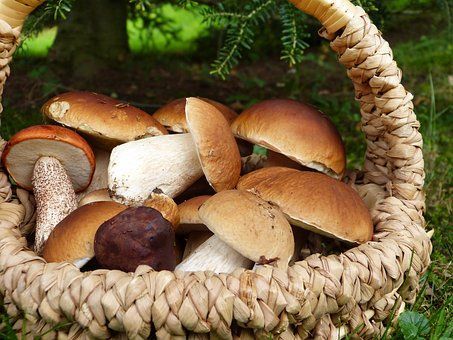 Na Plzeňsku začala houbařská sezona. Ale jen někde