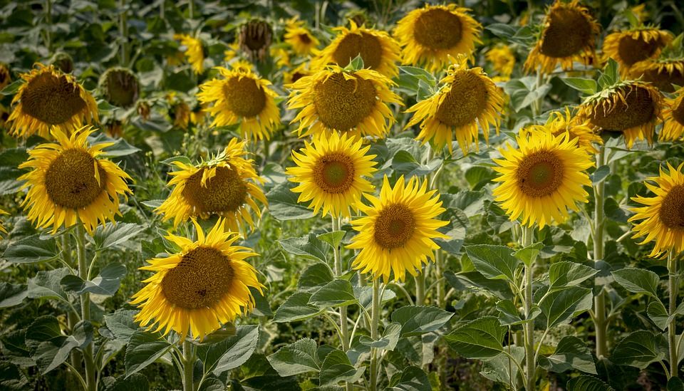 Sázení slunečnic upozorní v pondělí i v Plzni na roztroušenou sklerózu