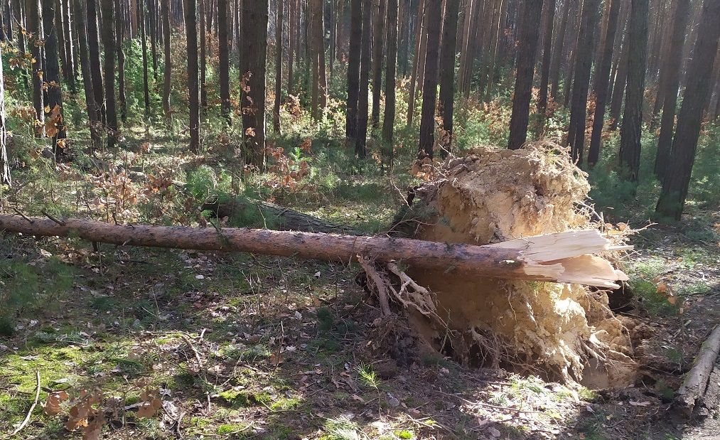 Vítr ničil stromy v městských lesích v Plzni. Lidé by měli chodit jen po cestách 