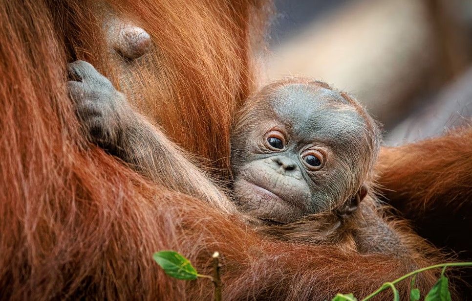Orangutáně v Zoo Praha - veřejnost vybírá jméno