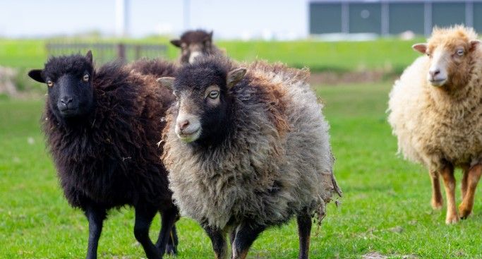 Díky ovcím ušetřil Amazon za sekání trávy již stovky tisíc korun