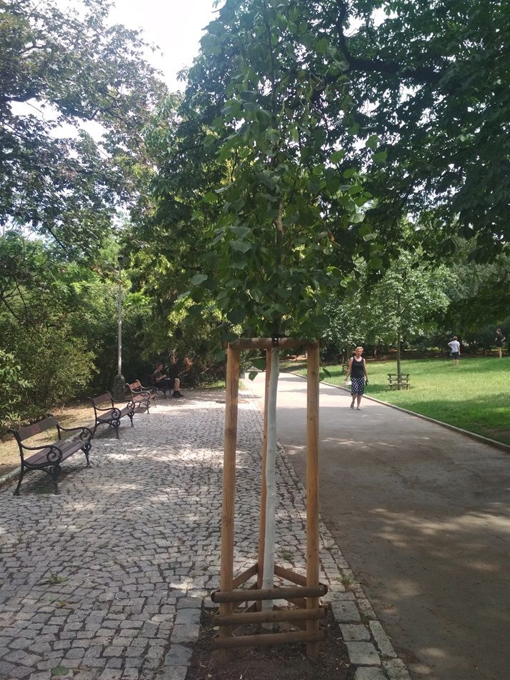 V parcích Prahy 2 přibude 65 nových stromů