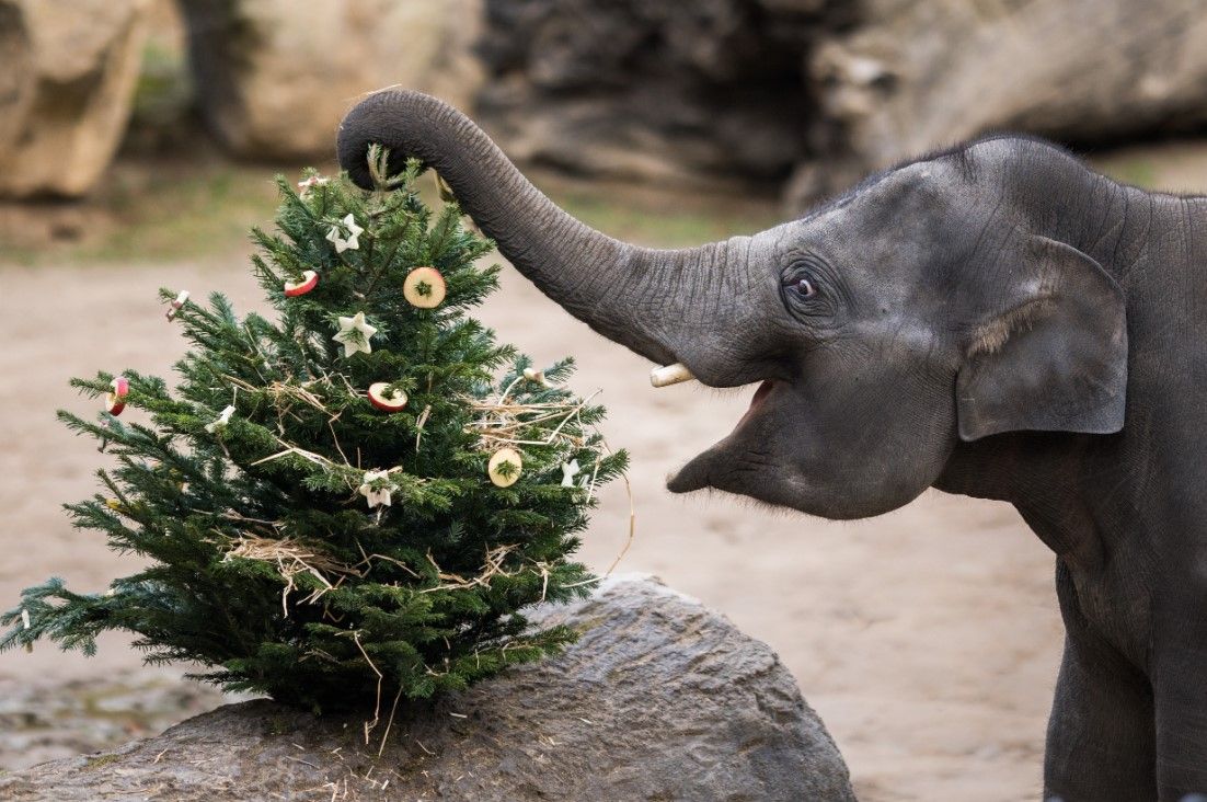 Vánoce v Zoo Praha: vstup pro děti za korunu a nadílka u zvířat