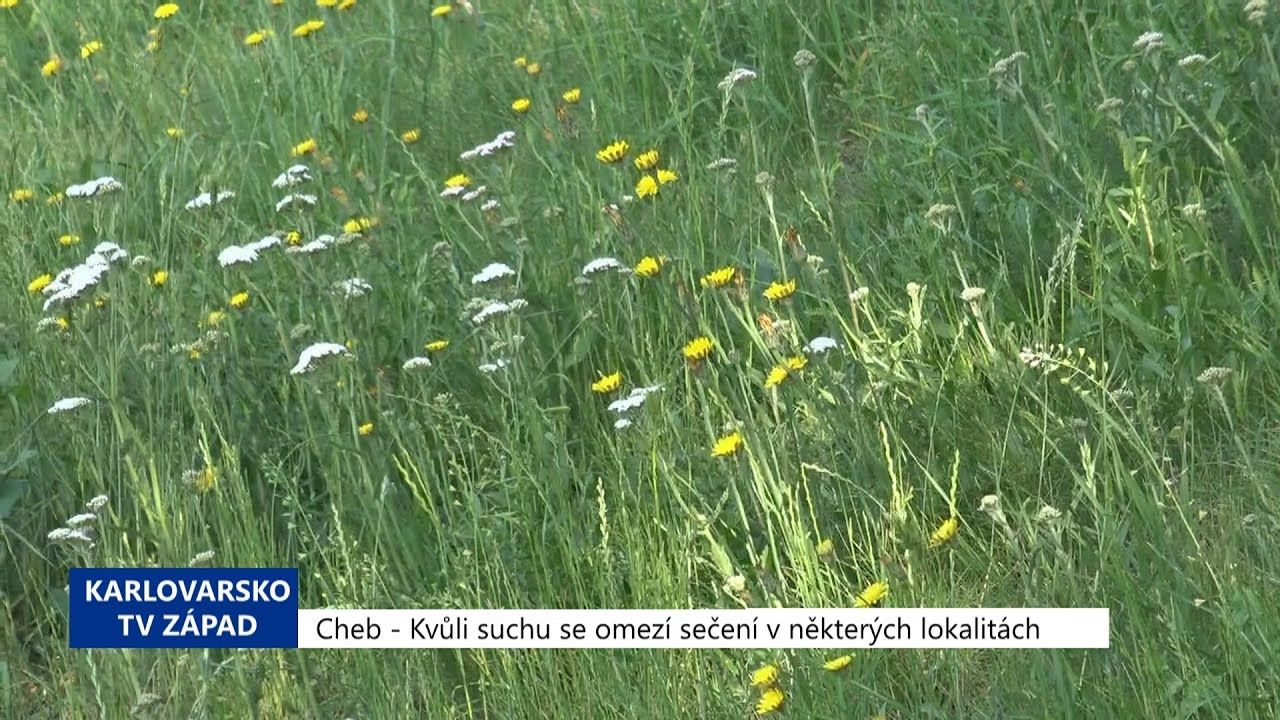 Cheb: Kvůli suchu se omezí sečení v některých lokalitách (TV Západ)