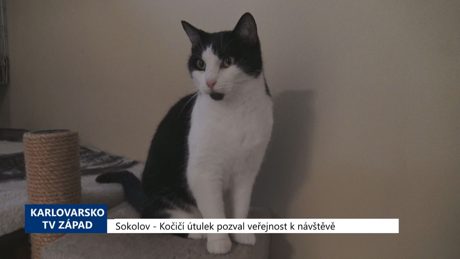 Sokolov: Kočičí útulek pozval veřejnost k návštěvě (TV Západ)